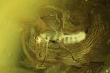 Fossil Fly (Diptera) In Baltic Amber #109505-1